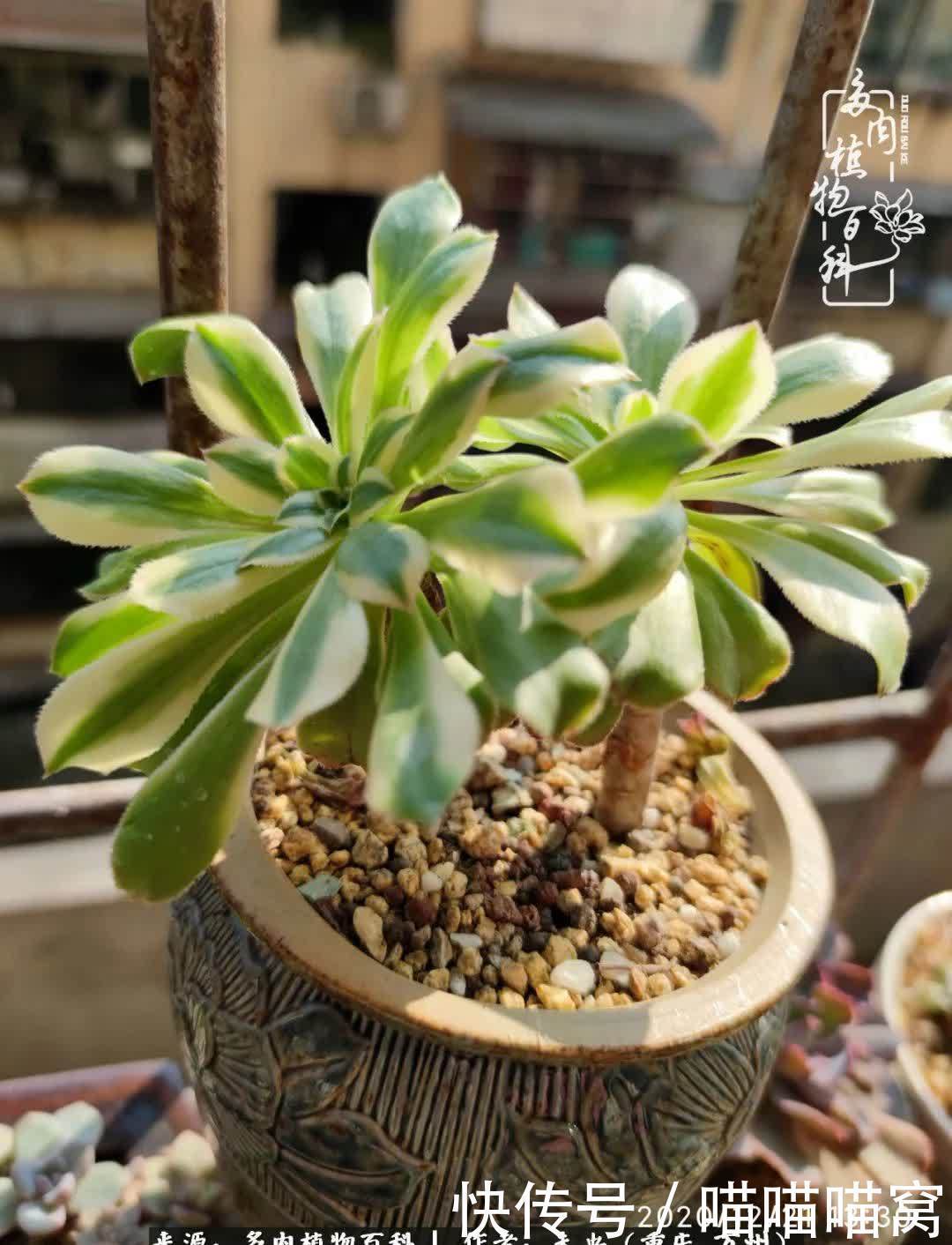 养肉多年，从未出坑过！养多肉是我最喜欢最坚持的爱好！