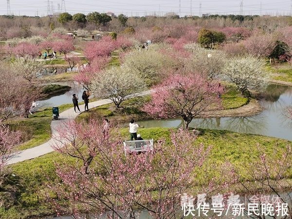 梅花|申城梅花进入盛花期，比往年晚半个月，周末有公园迎近9万赏花客