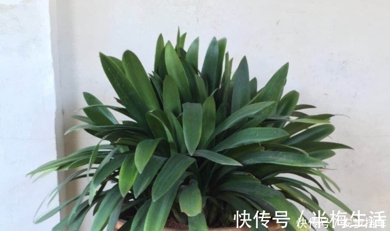 君子兰冬季做好5个“合理”,叶子油绿不发黄,根壮开花艳!