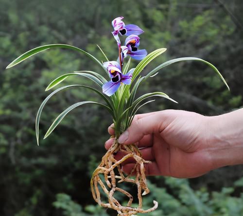  花型|此花是建兰四季花魁，花色绚丽，香气醇正，花型优美，是养兰首选