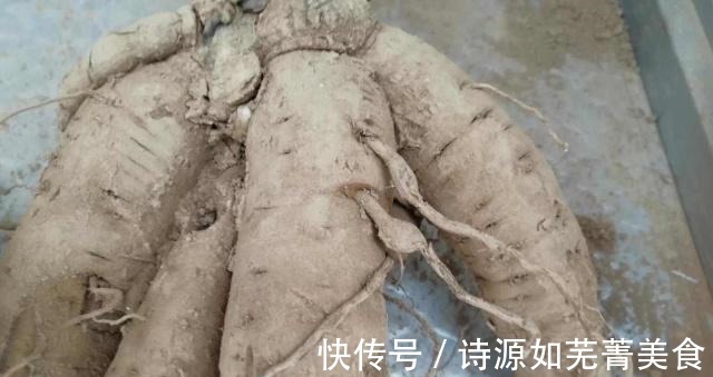 人参|农村一种“绿叶子草”，很多人当杂草不认识，其实学名叫“玄参”！