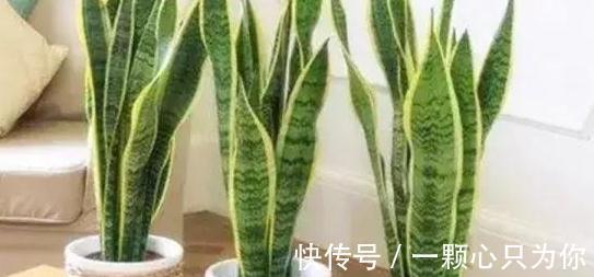 家里养虎皮兰，教你5招爆盆小技巧，长势疯，根本停不下来