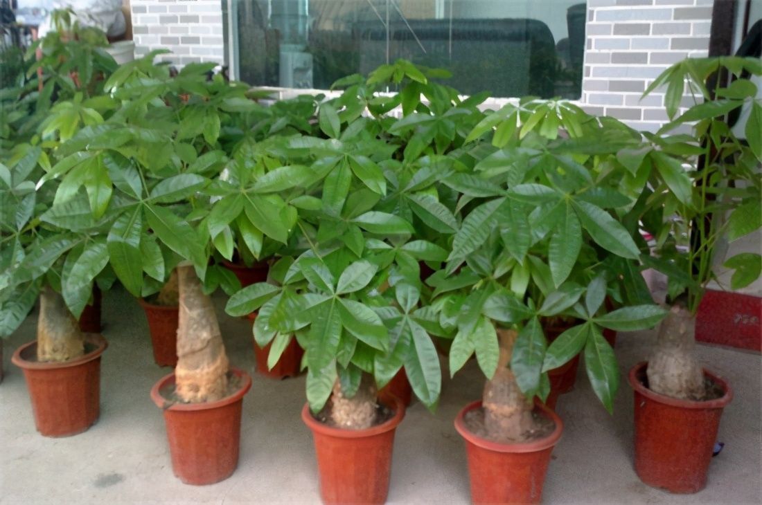 富贵竹|耐阴的四种花,养十年也不会丢,不费心年年生长健壮