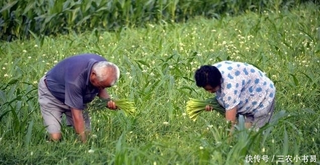 农村常种的韭菜和韭苔有什么区别？功效一样吗？