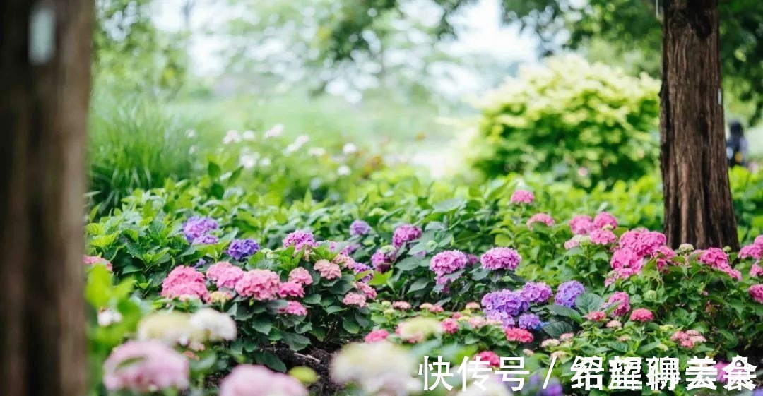 马鞭草|仲夏松江，花开正盛，夏雨荷，今天就能满足你→！