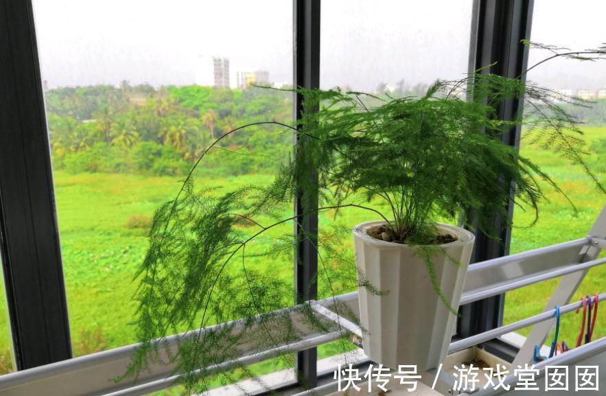 文竹不是竹，却有竹的气节，室内盆栽多注意3点，长得枝叶繁茂