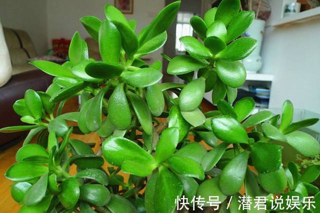 最适合初春扦插的花卉,生根迅速易爆盆,错过还要再等一年!