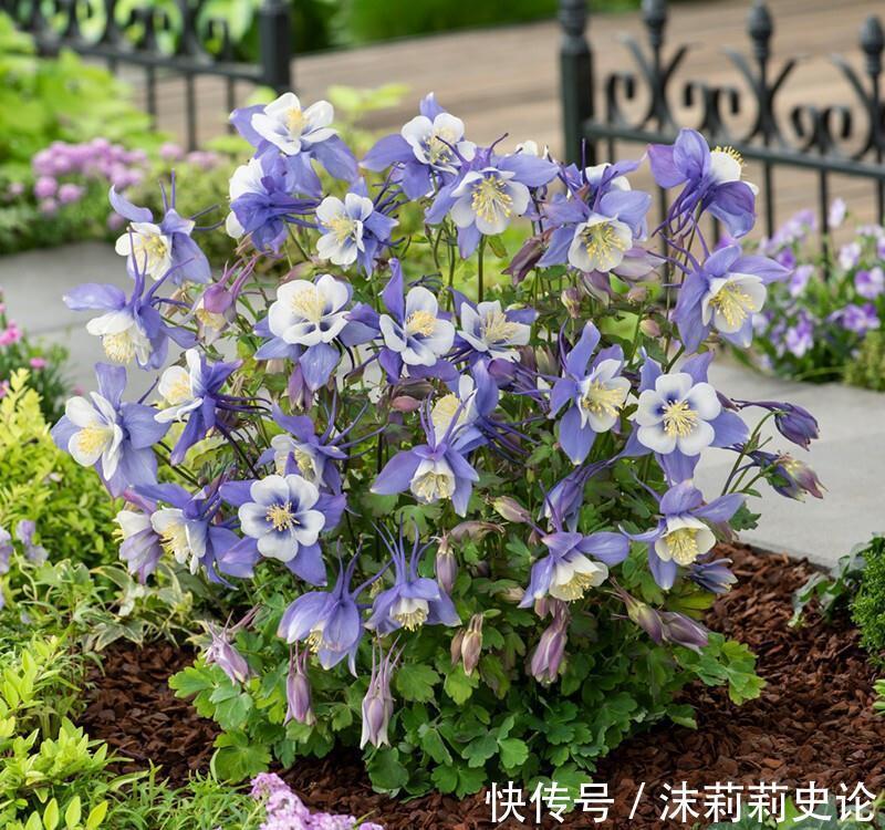 雨雪天冻不死的8种花,越冷越开花,冬天养一盆,喜庆又漂亮