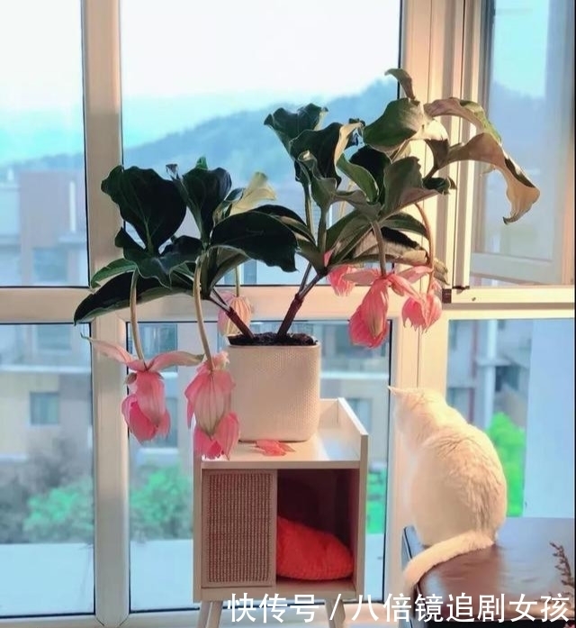 客厅养盆“贵妇花”,珠光宝气,雍容华丽,朋友来串门,倍有面