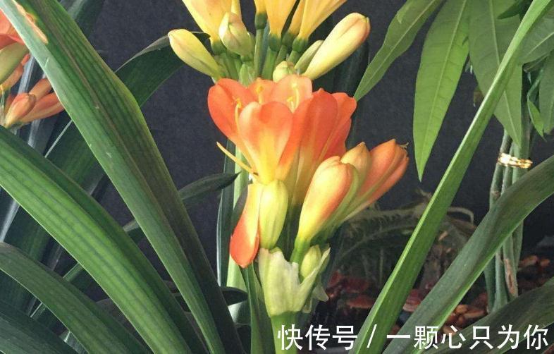 君子兰总黄叶怎么办，1种垃圾垫盆底，叶片油绿再也不黄叶