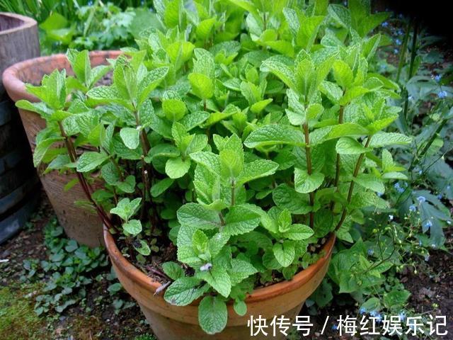 碰碰香|能“养人”的四种花,好养不怕热,可凉拌可泡茶,还能驱蚊子