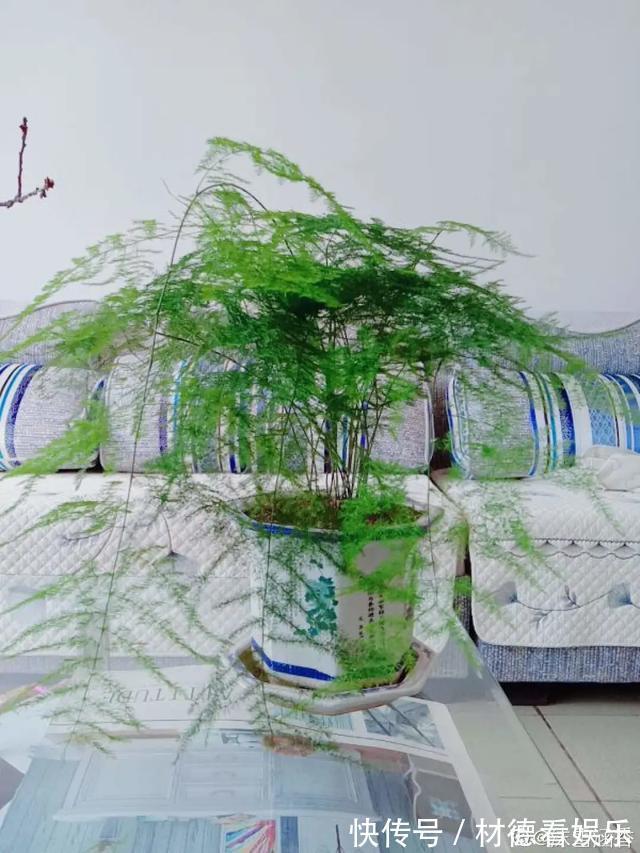 绿油油|6种杀菌花，杀菌去异味，家里空气更干净！