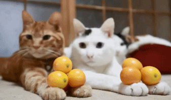 |搞笑动图:不好好走路,哥们你抽筋了么?