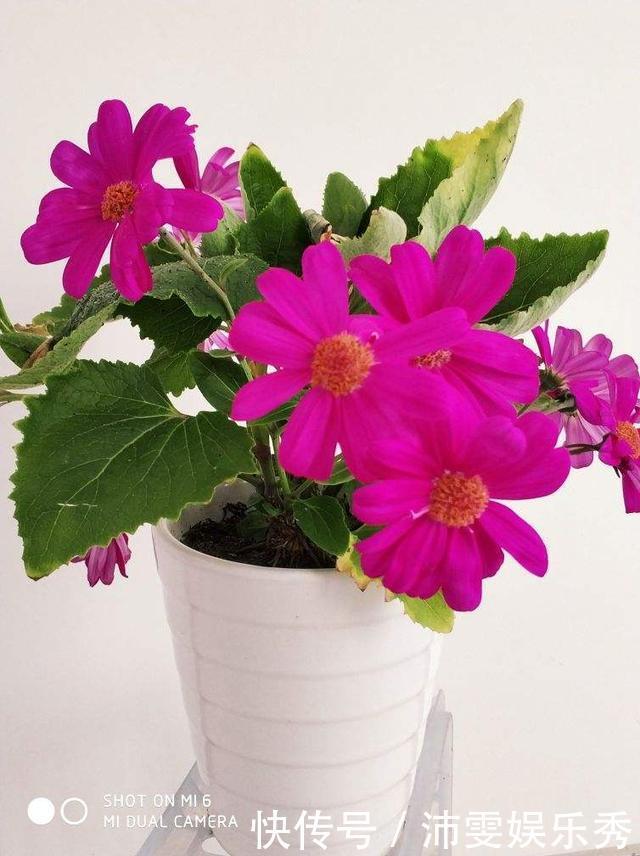 5种花越养越上瘾,只要养好一盆,就会特别喜欢