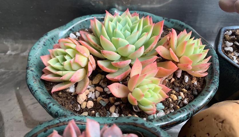 光照|8月养多肉植物，日常盆栽多注意这3点，茎叶不受牵连，唰唰掉