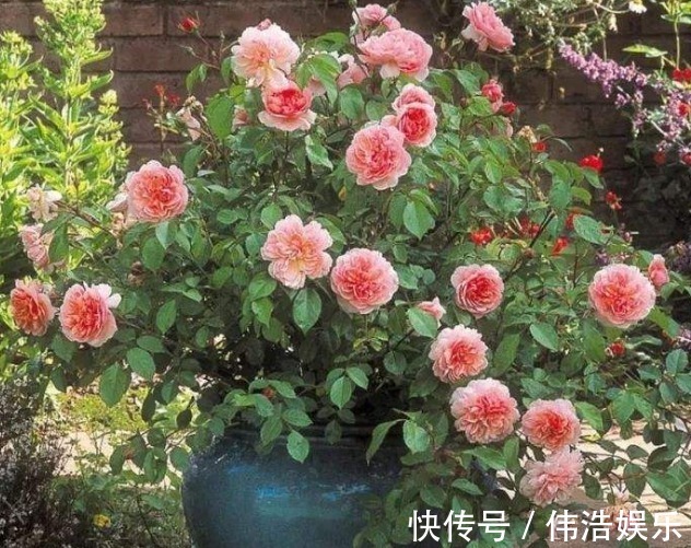 蓝妖|月季花杜鹃花栀子花总是养不活教你一招，连开3个月！