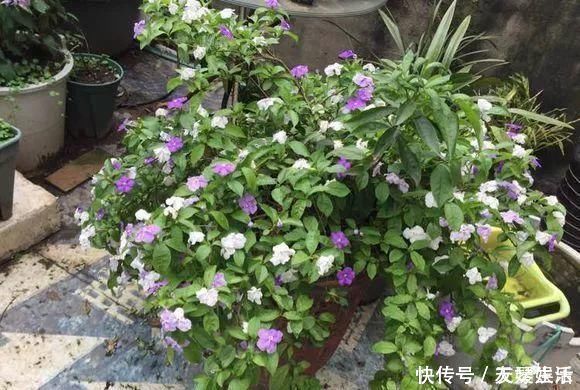 双色|非常好养的“双色茉莉”,花期长,花朵颜色多,邻居看了都羡慕