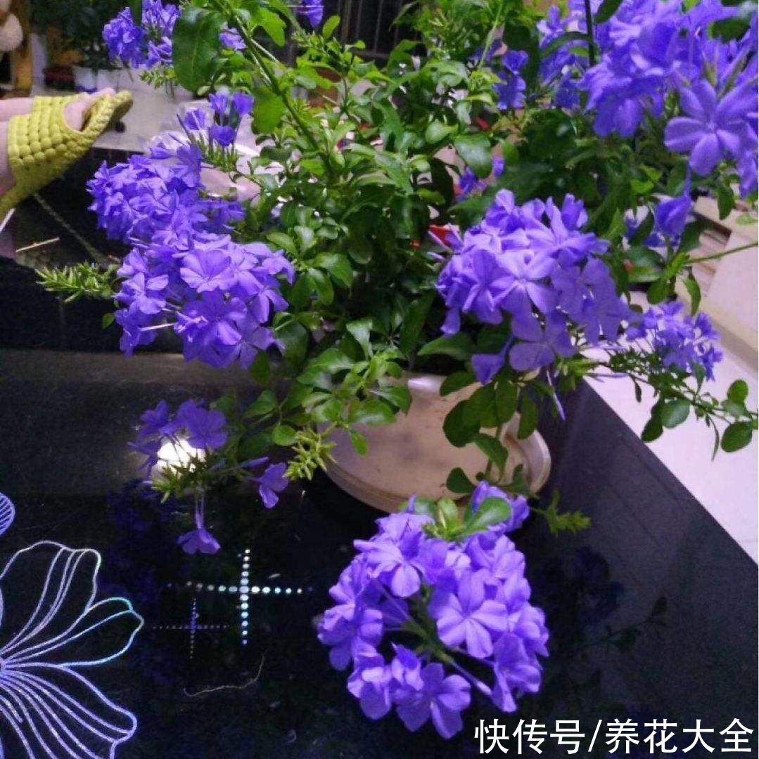 蓝雪丹|天气太热养不活花？试一试3种花！好看好养还耐热