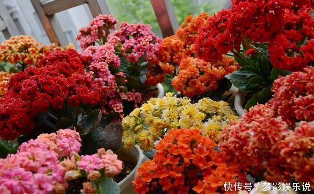 长寿花开败了?别手欠!3件事做对了,花芽又挤满了