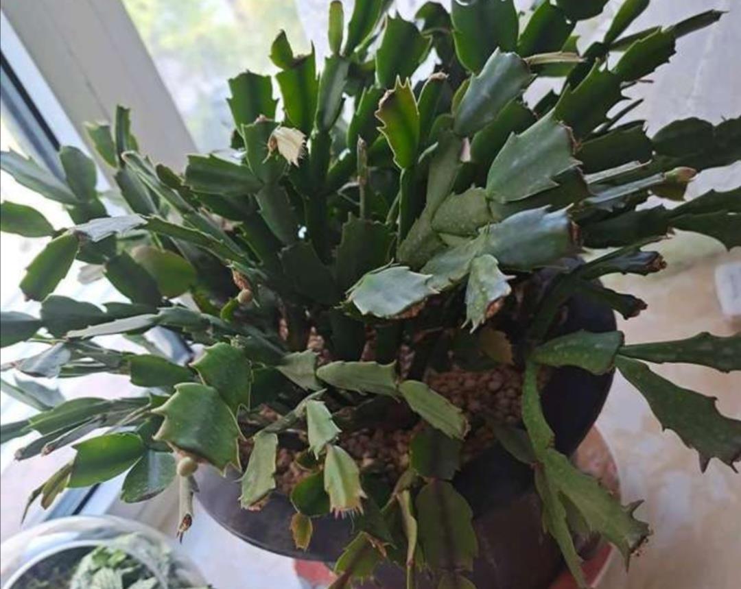 蟹爪兰|夏天5种花不要买,很难养活,费钱又费时间