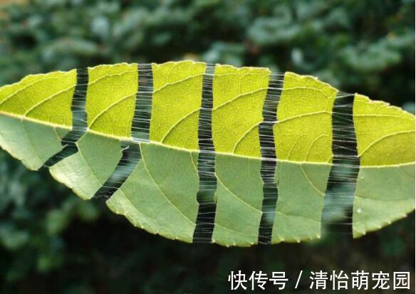 次生代谢物|农村老年人常泡的降压药材—杜仲叶,降血压、抗炎症功效,前景好