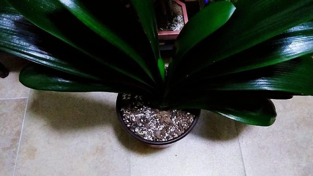 栽种|怎么养君子兰最正确？新手先避开这5大雷区，养好根开出美丽的花