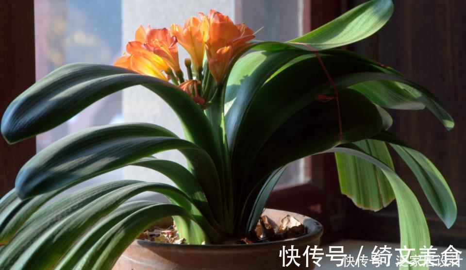 花盆|“翩翩”君子兰总是烂根土壤里撒点“它”，肉根白胖不腐烂