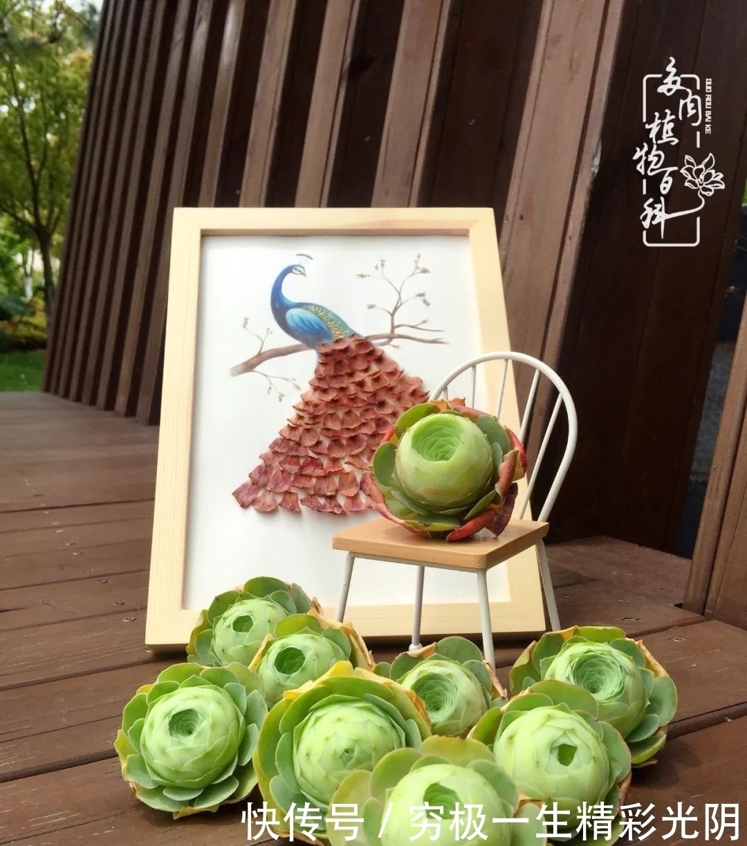 山地玫瑰的那些事儿关于养护过程中遇到的灵魂18问