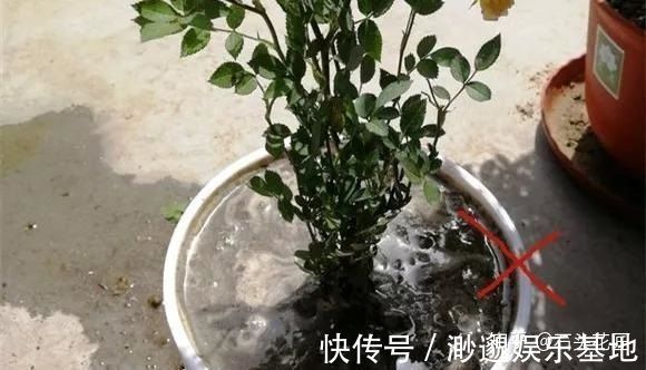 养花别浇4种“夺命水”，浇1次就烂根、烂芯，一定要当心