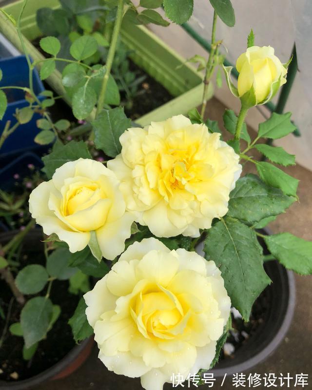 养花试试这几款，在家里种上一盆，可以自己长出很多来