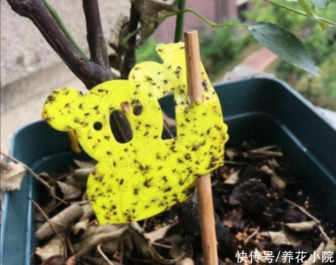 潮湿|花盆里出现小虫子,不用买杀虫剂,往里面扔点“小东西”就管用