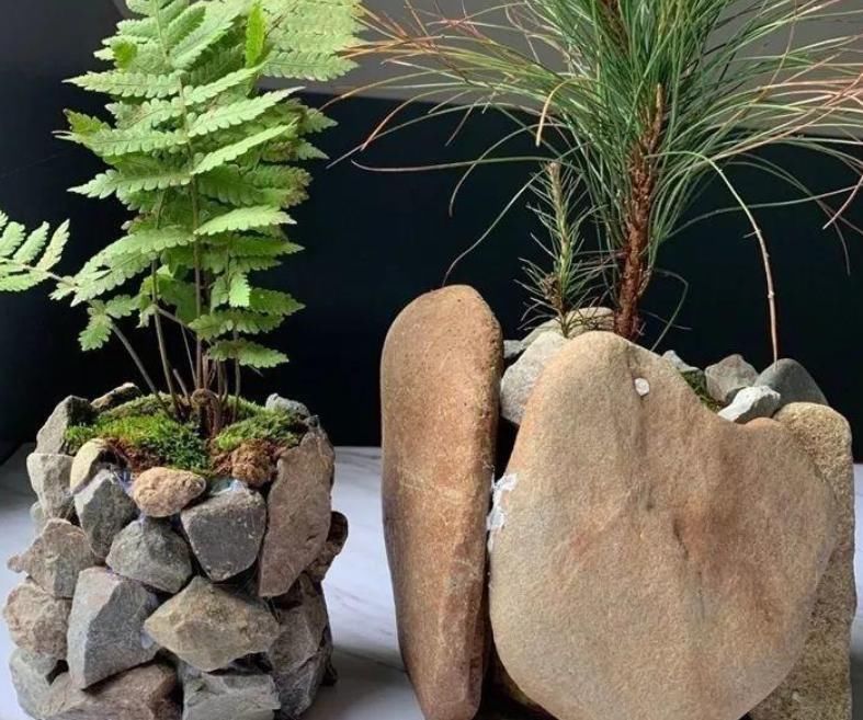 水培|大石头、小石头,养花各有妙用,身边的朋友全抢疯了