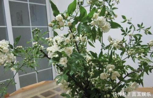 七里香|家里不通风、异味大，就养“3种花”，不仅有香味，还净化空气