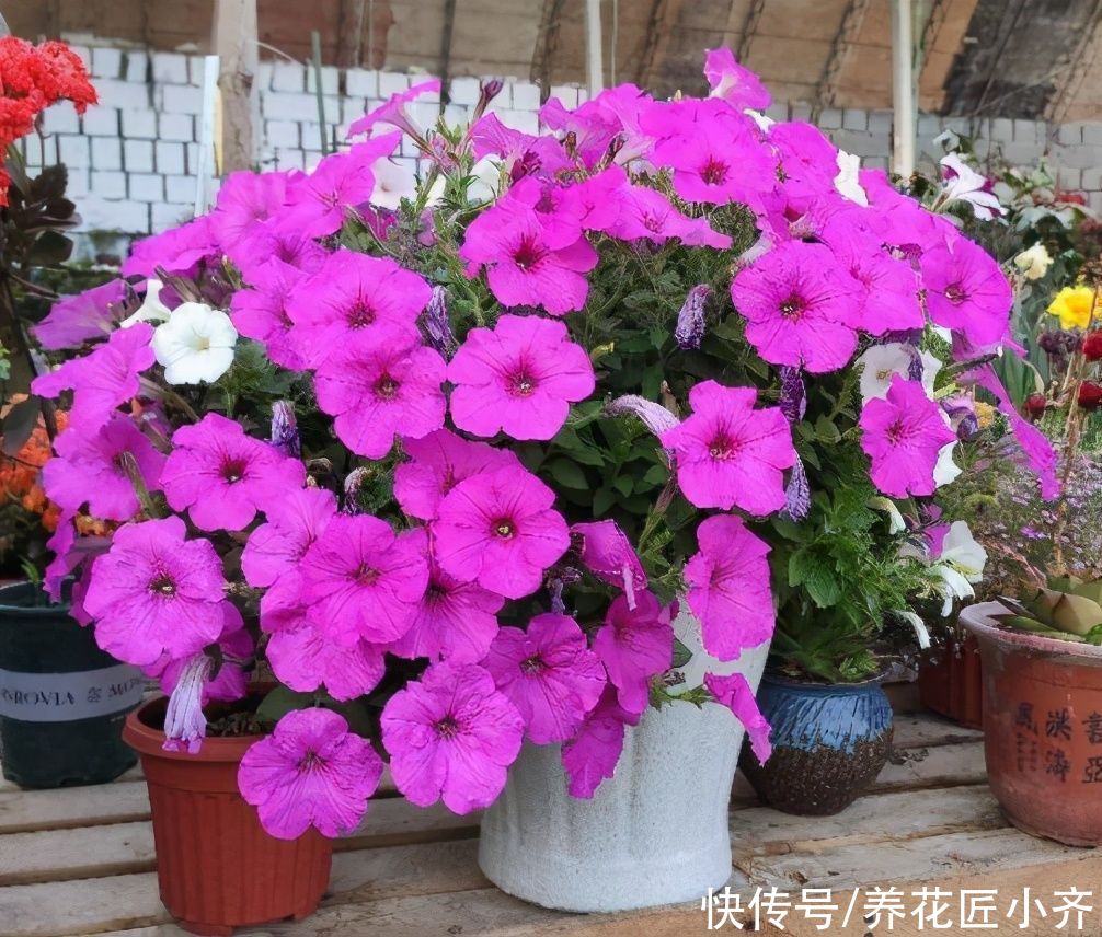 还在买矮牵牛？现在温度正合适，掌握“要点”，扦插一棵活一棵