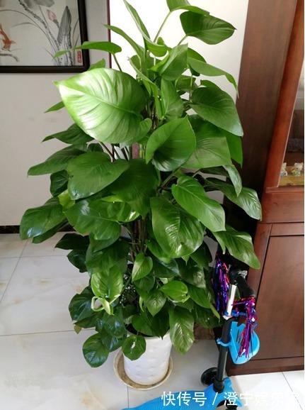 烂根|降温后绿萝发霉，烂根，这么补救有效，新手总算有救啦