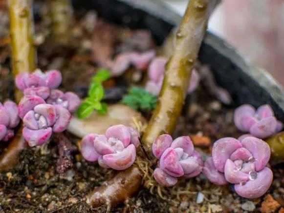 多肉植物|李大姐养多肉10多年,总结6个好品种,新手也能养成“漂亮老桩”