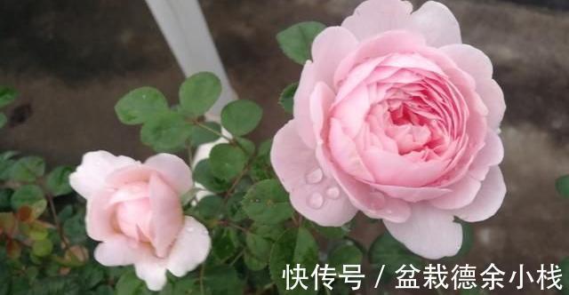 光照|月季花中的“女王”,想要养好它,需要注意8个方面