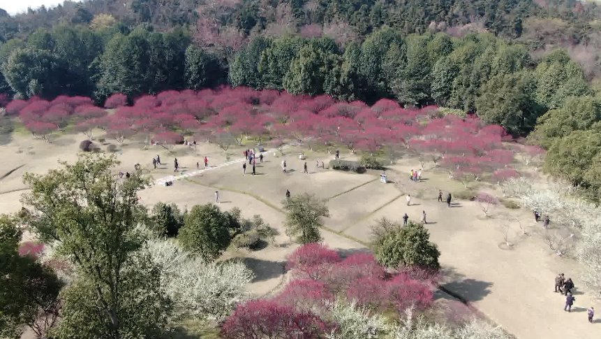 梅花开日是新春 踏春赏梅感受春天气息