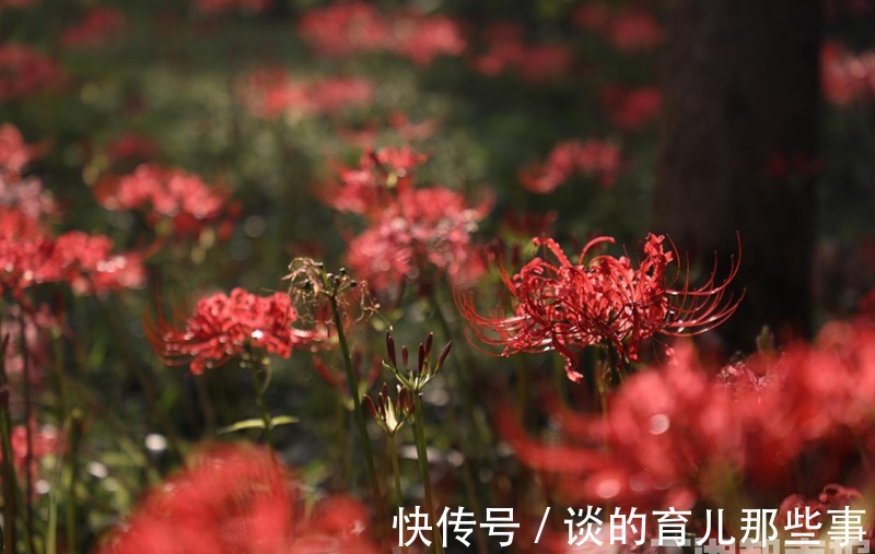 石蒜花|金秋九月，去湖南省植物园赏彼岸花与忘忧草吧