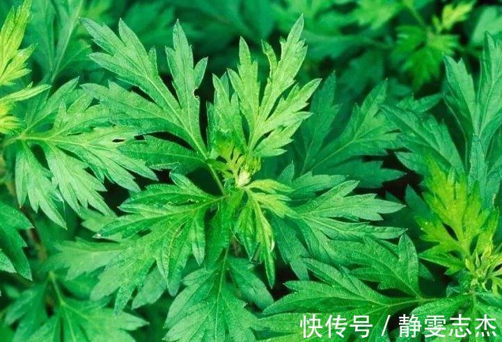 宫冷|女性睡前用艾草泡2处,每天30分钟,加速新陈代谢,补充气血!