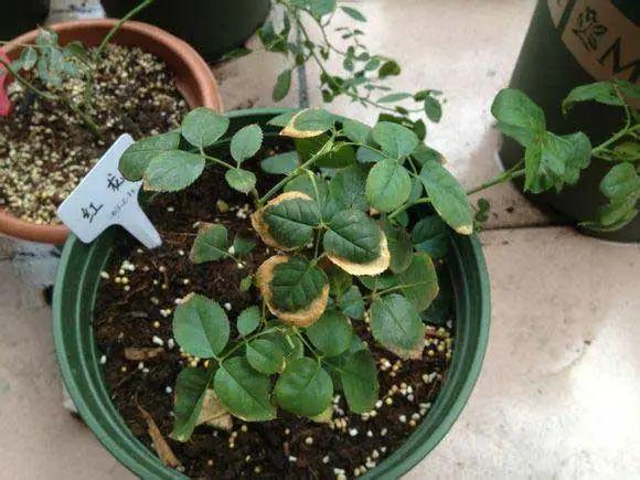 4种养花夺命水，秋天不要浇，一浇花就死！