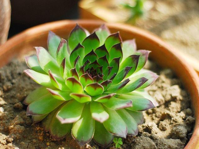 观音莲多肉叶片饱满有个性,想要养出“爆盆”感,这几招别错过