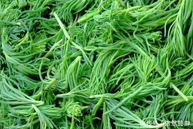 你可能连见都没见过的皇席菜,它含有18种对人体有用的有益菌!