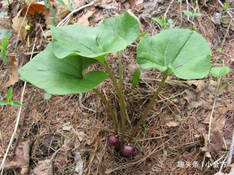风寒头痛|把全身的风寒都散掉，这味中药，牙痛、头痛、风湿性痛都用！