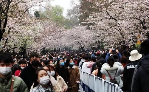 南京街头道路变身樱花的海洋，吸引众多游人前来赏花