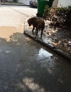 |搞笑GIF：太厉害了 这手速没个三年五载练不出来