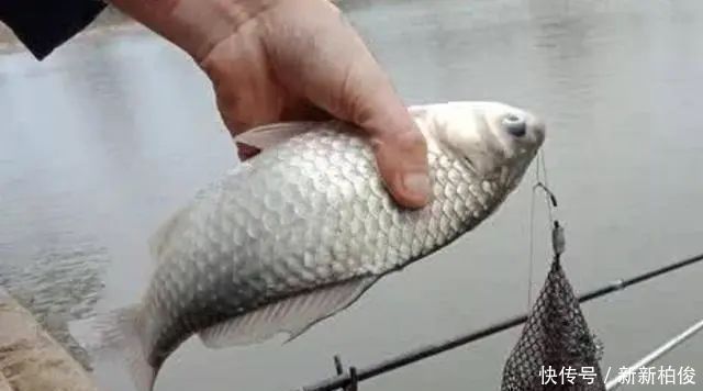 天气|夏天一到,鱼就难钓碰到两种天气,够你狂拉一整天,不信就试试