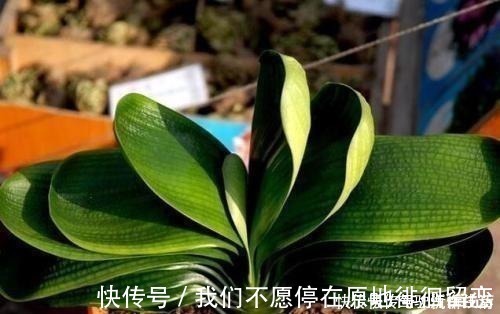 君子兰生长静止了,来几杯“唤醒水”,叶子窜得快花箭冒出来!