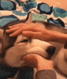 |搞笑段子王:妹子,这样招惹汪星人,不怕它生气吗