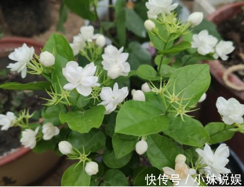 3种花，现在“赶快”养家里，开花多，花朵艳，满屋都飘香！